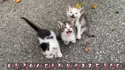 Siberian cat does back flips when instructed