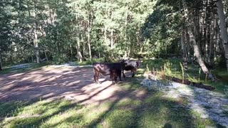 Cows visiting the campsite.