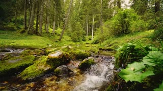 2 Hours of Relaxing Forest Sounds of Flowing Water and the Sound of Birds Singing