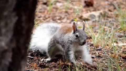 Cute Animals Relaxing