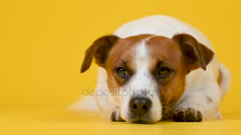 Portrait Cute Dog Breed Jack Russell Terrier