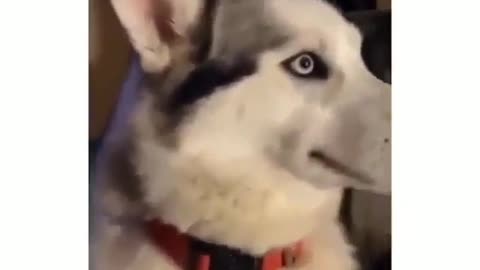 Call the lawyer funny husky dog video make your day