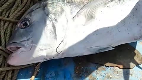 #Sea#Fishing#River#Fish Catching Giant Trevally Fish In The Deep Sea