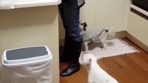 Hilarious Cats and Dogs clips (Part 2)