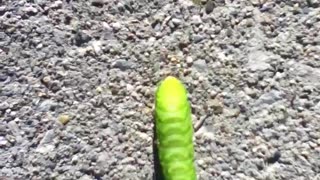 WEIRD Caterpillar Crawl