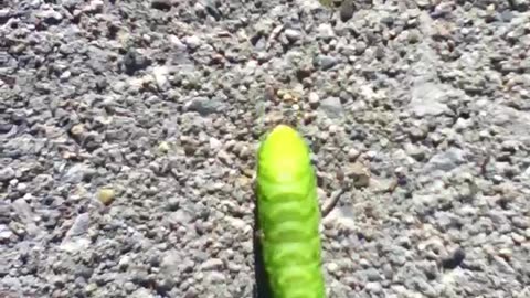 WEIRD Caterpillar Crawl