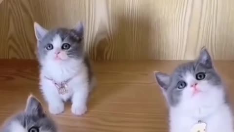 Funny cat don't skip this video t