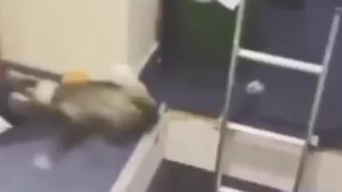 Cat Jumps Up Into The Attic