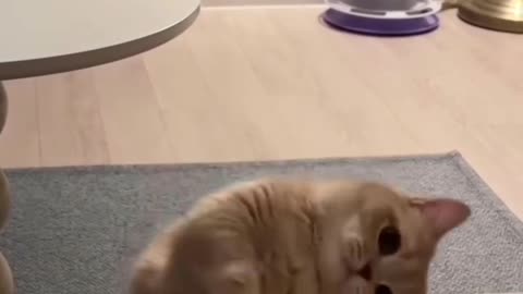 Funny and Cute Cats Videos #166