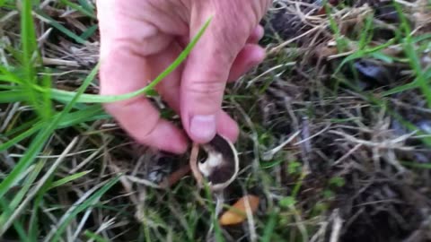Don't Collect or Eat These Toxic Mushrooms