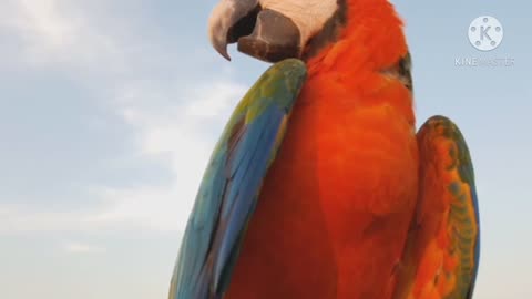 macaw parrot color