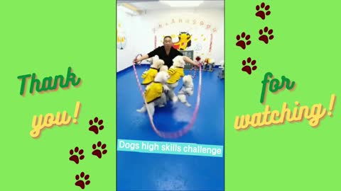 Dogs High Skill Challenge