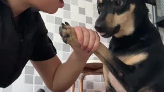 Dog Doesn't Want Its Nails Clipped