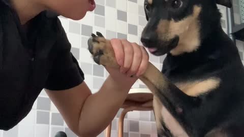 Dog Doesn't Want Its Nails Clipped