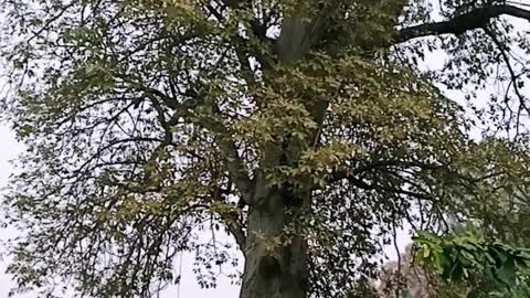 Brave Boy Climbs On a Tree For Save The Life Of Eagle (part 1)