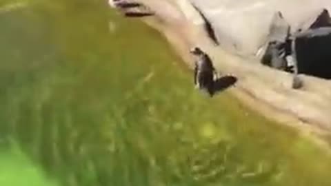 Penguin chasing a seagull