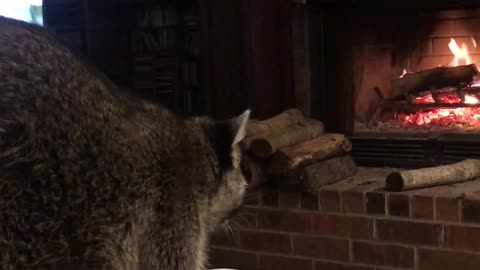 Biscuits the Raccoon Tries Spicy Cheez-It's and Loves Them