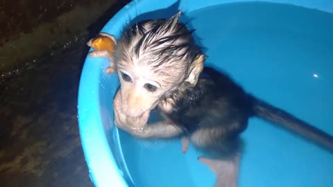 Baby monkey takes a warm bath in the tub
