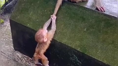 Baby monkey trying to climb up with mother