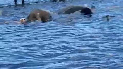 Herd of Manatees Startles Swimming Dog