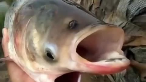 Fish with two mouth