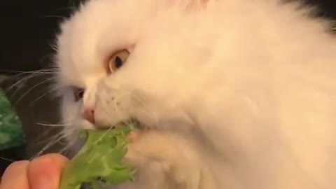 Strange Cat's Favorite Food Is Lettuce