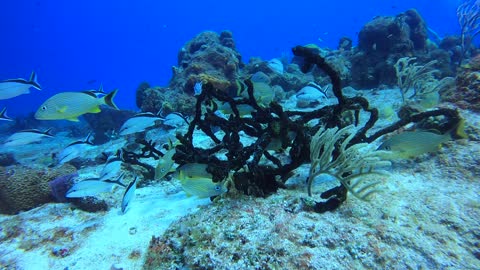Cozumel SCUBA Diving Paraiso Reef School of Grunts