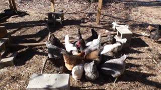 Chickens get instant rice (cooked in beef and pork broth).