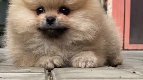 Cute Funny Dog