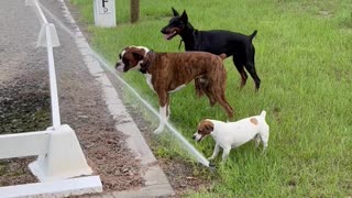 Three Dogs Try Drinking From a Sprinkler Together