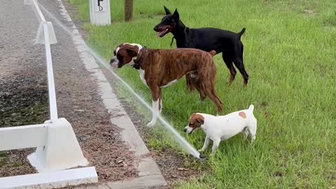 Three Dogs Try Drinking From a Sprinkler Together