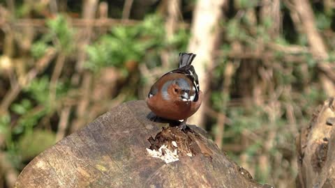 Chaffinch Bird