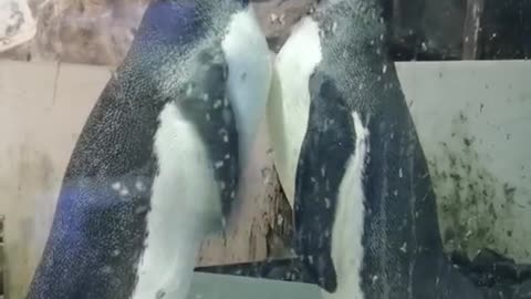 Penguin breeding season