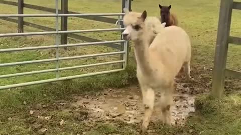 Alpacas Adorably Try to Jump Over Puddle | Shorts