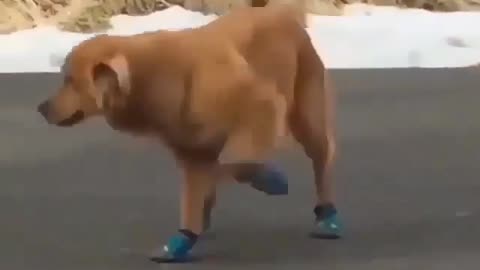 Funny dog wear a shoes and dancing