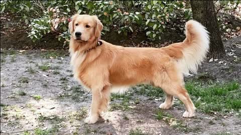 Different Types of Golden Retriever Dog Dog Breeds That are popular Today !