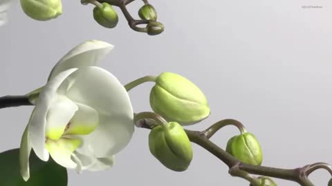 Timelapse Orchid Timeflows