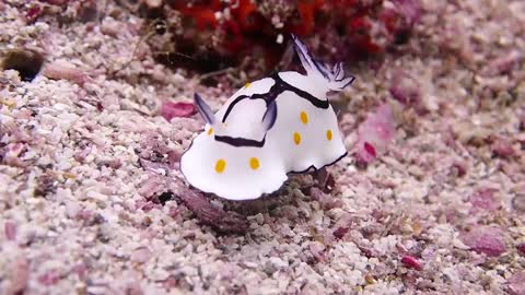 Goniobranchus Annulatus Bouncing Around On Its Rock