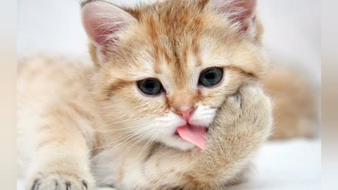 Very nice- cute funny animals videos and cute #cat videos#