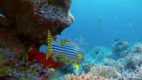 Coral reefs in seabed - Non copyright vedio