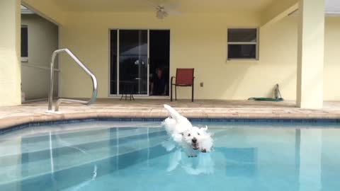 Eager Westie puppy reveals perfect diving form