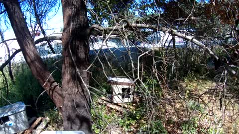 Homeless San Jose Cat Living in Cat Shelter