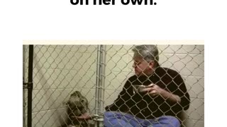 Veterinarian saves abused, abandoned dog.