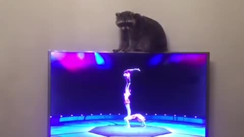 Raccoon watches acrobats on TV, tries (and fails) to imitate them