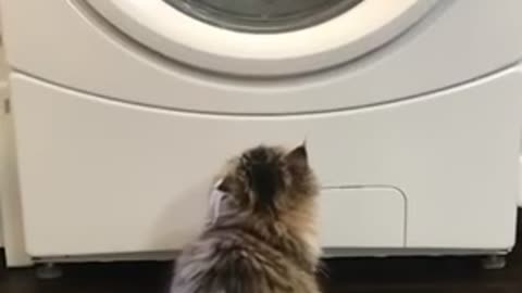 Kitty sees Washing Machine for the First Time and is Mesmerized! What a Cutie!