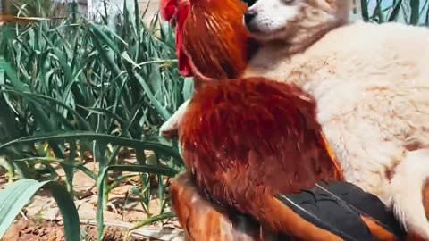 Dog riding his beloved rooster # pet # dog