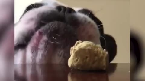 Dog Struggles to Reach Treat Kept on Table