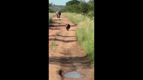 Baby Rhinoceros is happy to see people and runs up to say hello.