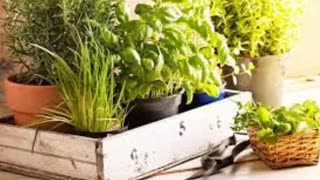 Growing Your Herbs Indoors