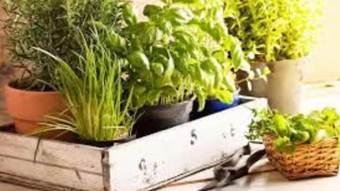 Growing Your Herbs Indoors